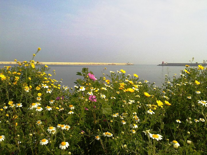 Molfetta: i fiori musicali, rassegna